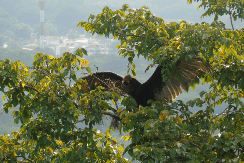 buitre es rescatado con un dron en puerto berrio antioquia