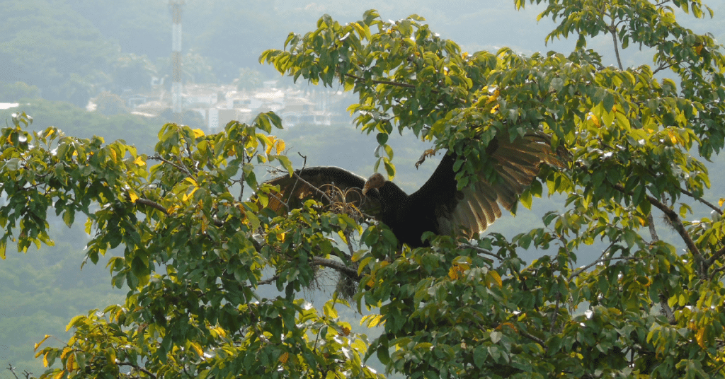 Buitre es rescatado con un dron en Puerto Berrio, Antioquia