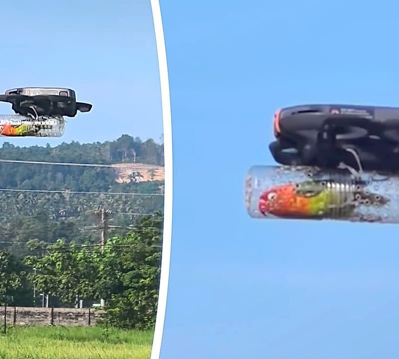 Dron le permite volar a un periquito paralítico