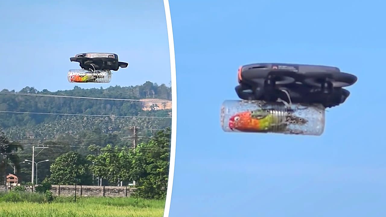 Dron le permite volar a un periquito paralítico